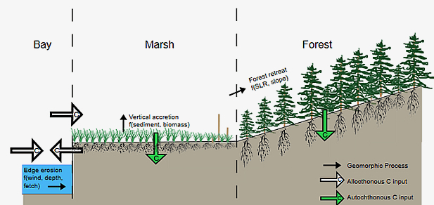 This cartoon shows the physical and biological processes the research team used to model the storage of carbon in coastal systems under various rates of sea-level rise. © K. Valentine/VIMS.