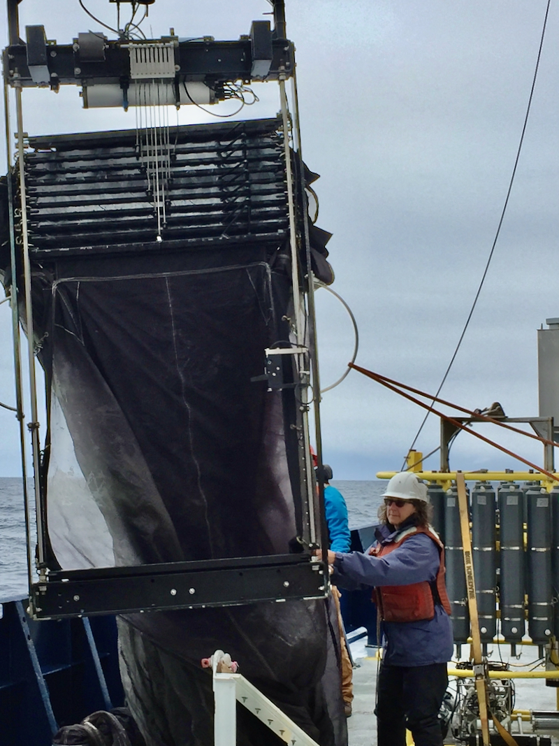 Steinberg prepares to deploy a MOCNESS plankton net from the RV {em}Roger Revelle{/em} during the 2018 EXPORTS expedition. Short for Multiple Opening and Closing Nets and Environmental Sampling System, the MOCNESS allows oceanographers to sample discrete populations of plankton at different depths. © J. Graff/OSU.