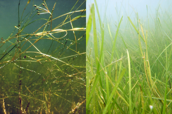 widgeongrass eelgrass split image