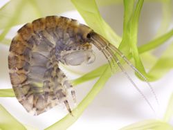 Amphipods like this were one of the animals used in experimental manipulations of prey diversity. Photo by Matt Whalen.