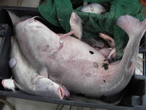 A large blue catfish (Ictalurus furcatus) collected by VIMS researchers in the Pamunkey River. Photo courtesy VIMS Juvenile Fish and Blue Crab Survey.