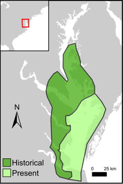 Declining water clarity has cut eelgrass cover in half within Chesapeake Bay's deeper beds since 1971, just prior to Tropical Storm Agnes.