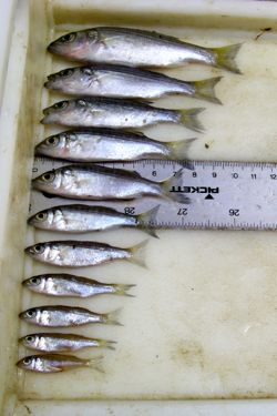 Juvenile striped bass collected in a single net haul during the Juvenile Striped Bass Seine Survey.