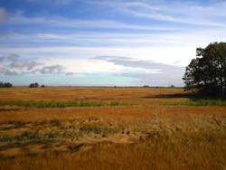 High-elevation marshes are more vulnerable to sea-level rise, but grow more resilient as they succumb to rising waters and are replaced by low marsh. ©M. Kirwan.