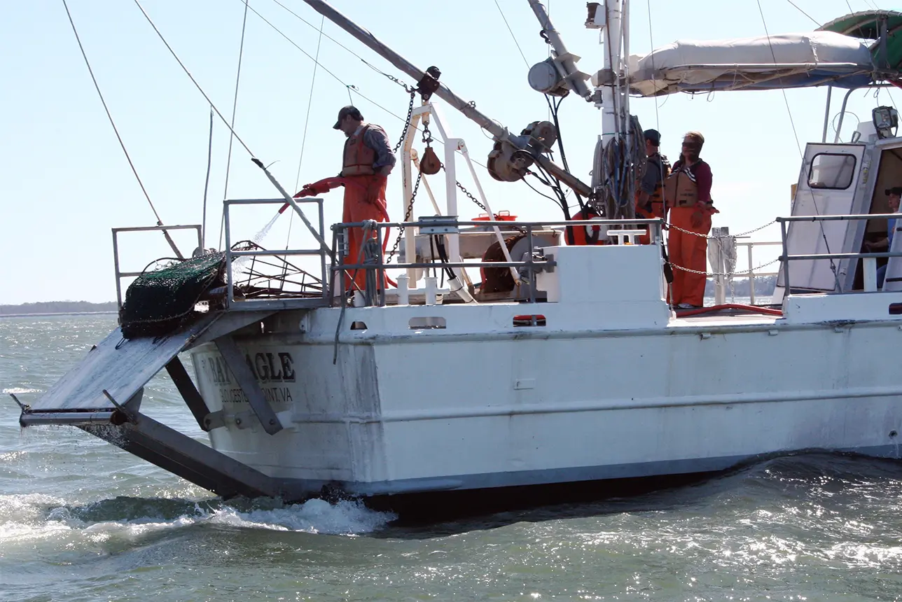 blue-crab-winter-dredge-1288-860.webp