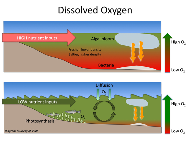 High nutrient inputs, calm conditions, and stratification (top panel) encourage the formation of dead zones.