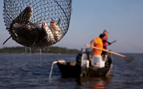 Blue Catfish - Electrofishing widget photo