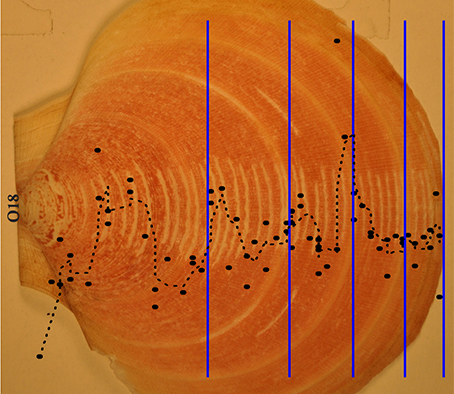 research_scallop_454.jpg