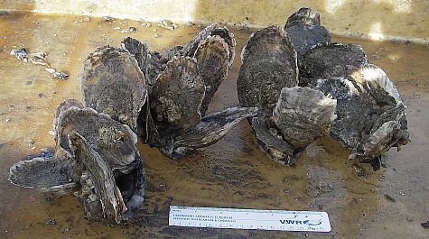 Example of an oyster reef community.