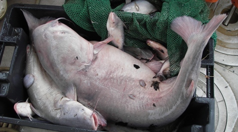 Blue catfish