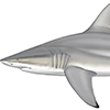 Dusky Shark