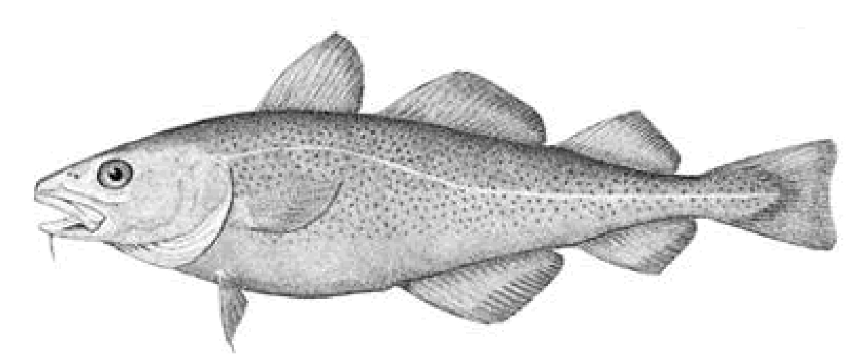 Atlantic Cod