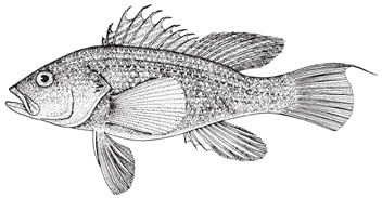 Black seabass