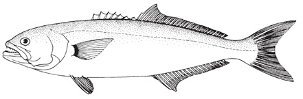 Bluefish