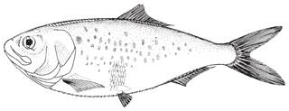 Atlantic menhaden