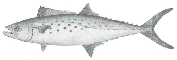 Spanish Mackerel