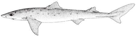 Spiny dogfish