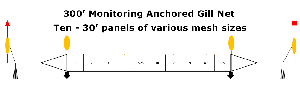 Striped Bass Monitoring Survey Gill Net Graphic