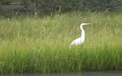 Shoreline Management