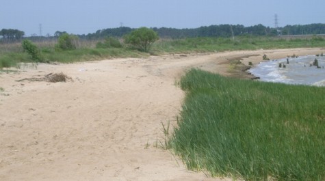 5_marsh_beach.jpg